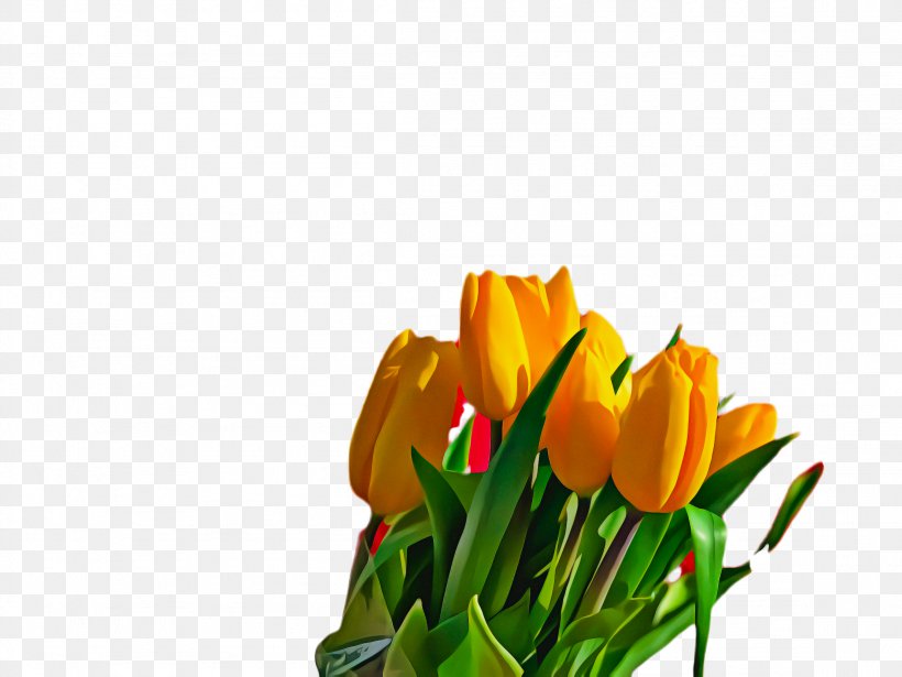 Flowers Background, PNG, 2308x1732px, Tulip, Blossom, Bud, Computer, Crocus Download Free