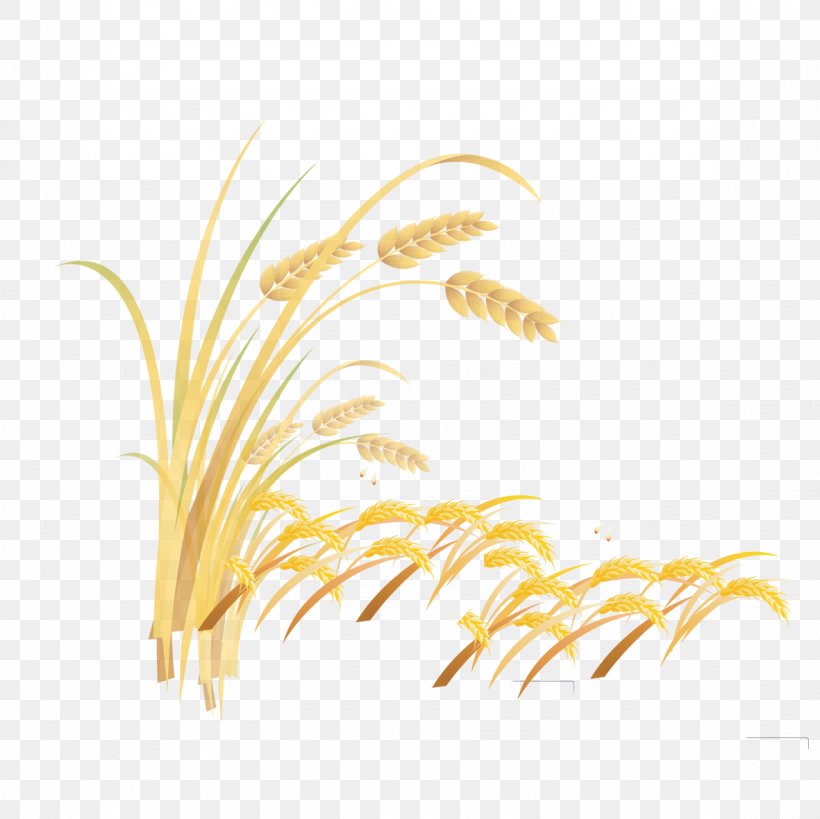 Grasses Rice Grain Font, PNG, 1181x1181px, Grasses, Cereal, Commodity, Food Grain, Grain Download Free