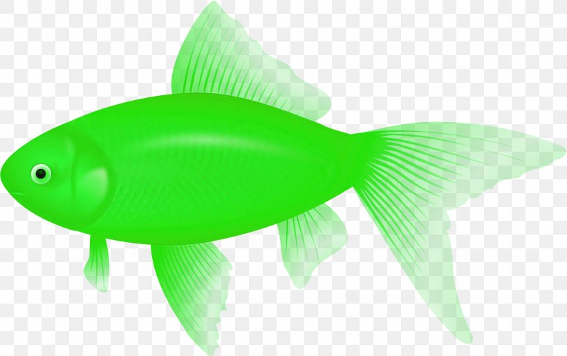 Green Fish Fin Fish Tail, PNG, 1620x1021px, Green, Bonyfish, Fin, Fish, Tail Download Free