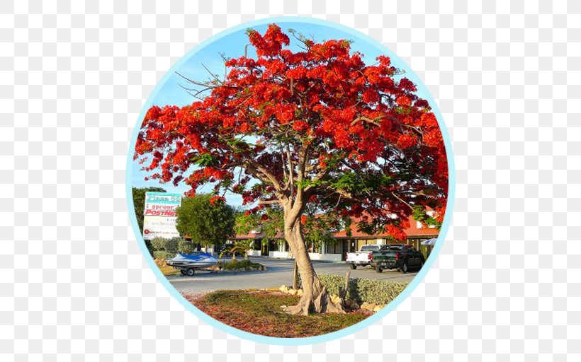 Royal Poinciana Butea Monosperma African Tuliptree Brachychiton Acerifolius Flower, PNG, 512x512px, Royal Poinciana, African Tuliptree, Blossom, Brachychiton Acerifolius, Delonix Download Free