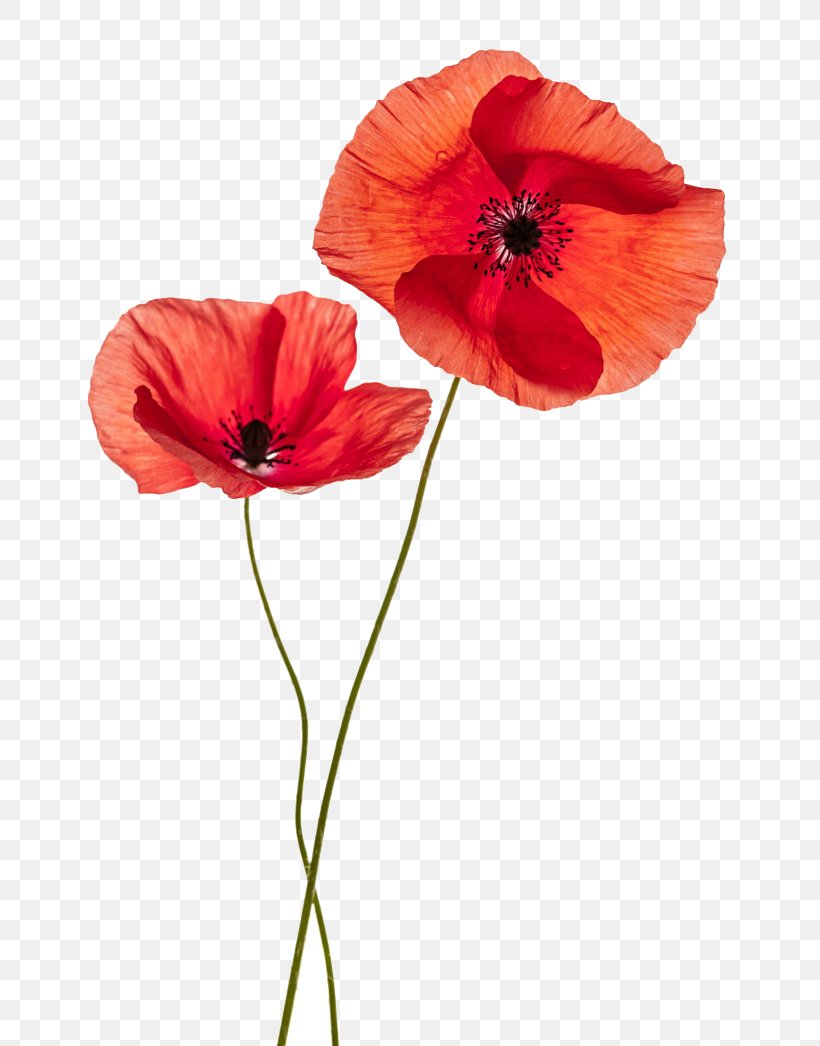 Common Poppy Flower Stock Photography Remembrance Poppy, PNG, 780x1046px, Common Poppy, Annual Plant, California Poppy, Coquelicot, Flower Download Free
