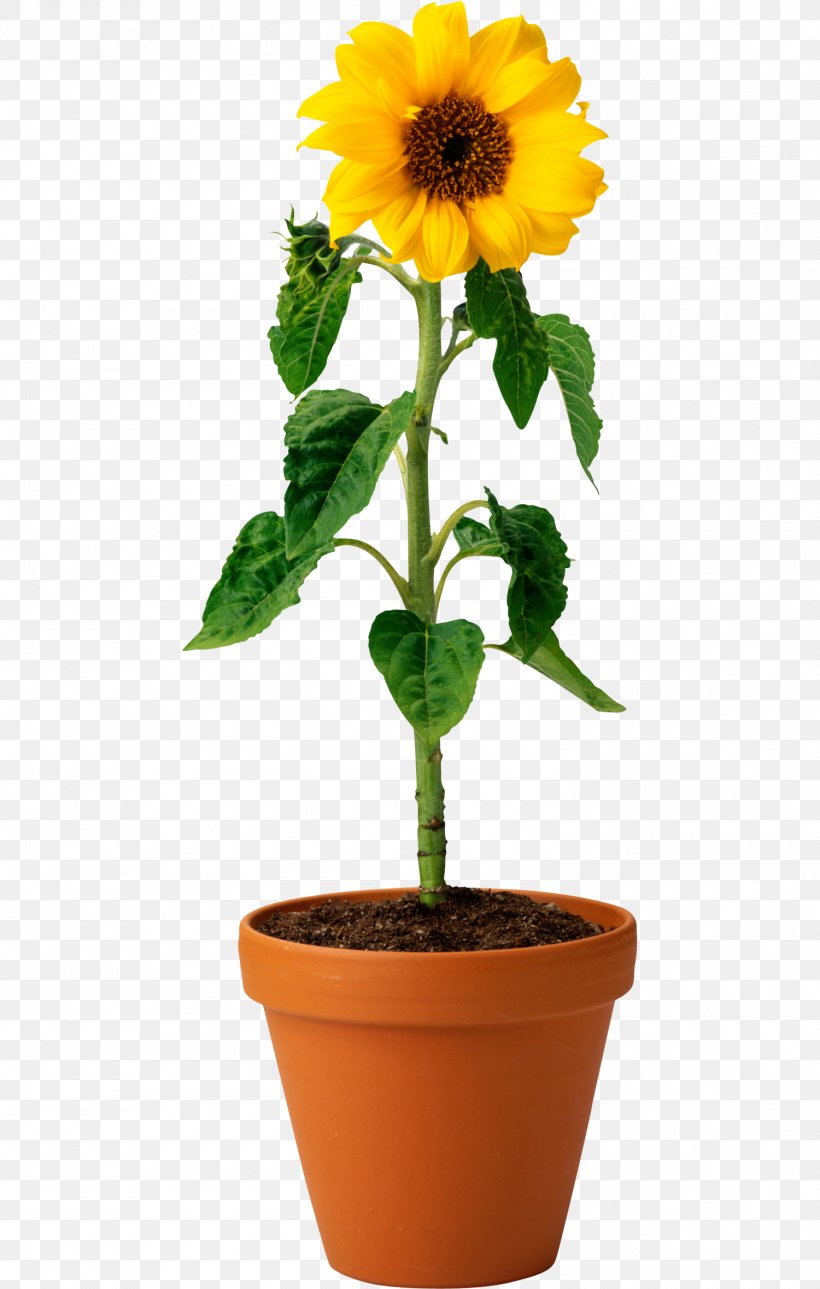 Common Sunflower Clip Art, PNG, 1500x2358px, Common Sunflower, Daisy Family, Flower, Flowering Plant, Flowerpot Download Free