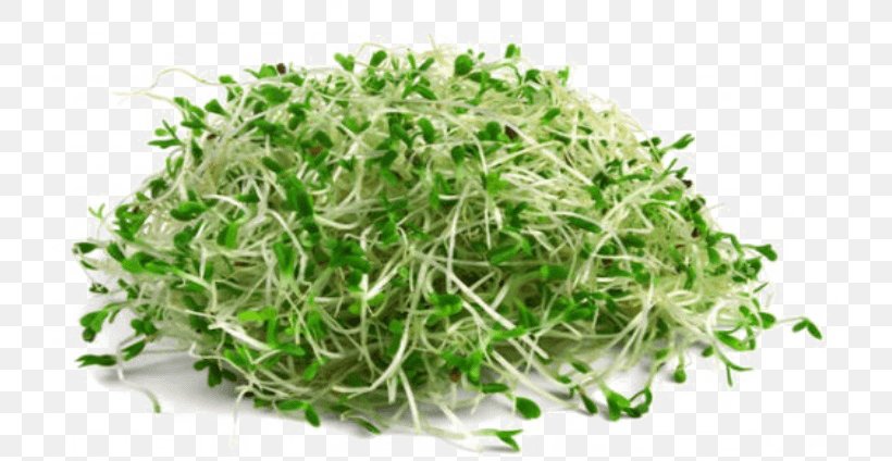 Organic Food Broccoli Sprouts Sprouting Vegetable, PNG, 725x424px, Organic Food, Alfalfa Sprouts, Broccoli, Broccoli Sprouts, Brussels Sprout Download Free