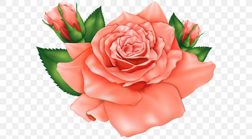 Rose Flower Orange Clip Art, PNG, 600x452px, Rose, Blue Rose, Carnation, Close Up, Cut Flowers Download Free