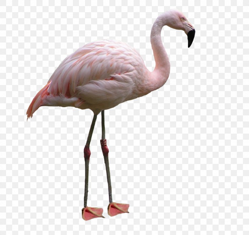 Water Bird Flamingo Lovebird, PNG, 1024x967px, Flamingo, Beak, Bird, Fauna, Flamingos Download Free