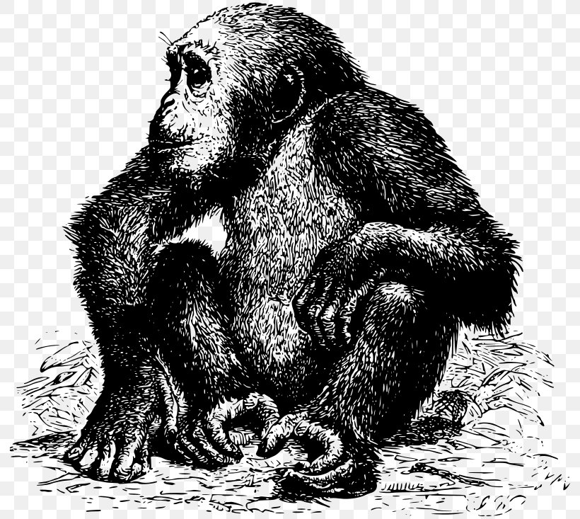 Common Chimpanzee Western Gorilla Ape Orangutan, PNG, 800x733px, Common Chimpanzee, Ape, Bear, Black And White, Carnivoran Download Free