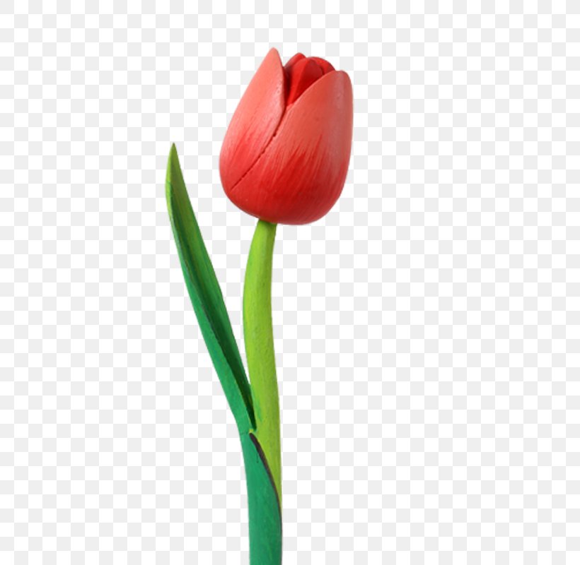 Cut Flowers Flowering Plant Tulip, PNG, 800x800px, Flower, Bud, Cut Flowers, Family, Flowering Plant Download Free