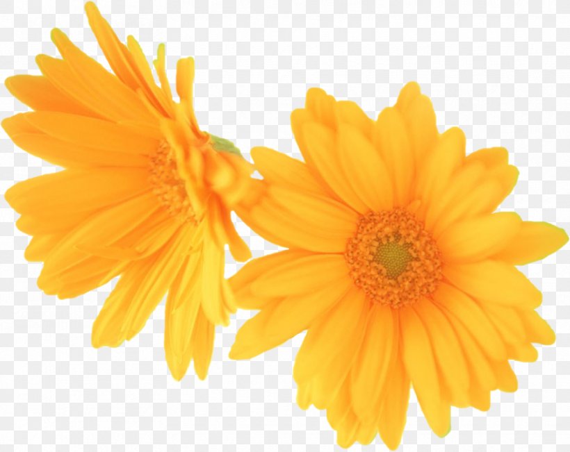 Graphics Software, PNG, 883x702px, Graphics Software, Calendula, Chrysanthemum, Chrysanths, Computer Graphics Download Free