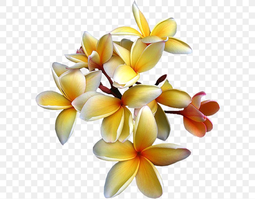 Clip Art Image GIF Illustration, PNG, 594x641px, Painting, Digital Image, Flower, Flowering Plant, Frangipani Download Free