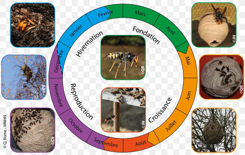 Bee Asian Hornet Nest Insect European Hornet, PNG, 3387x2146px, Bee, Apiary, Asian Hornet, Beehive, Diurnality Download Free