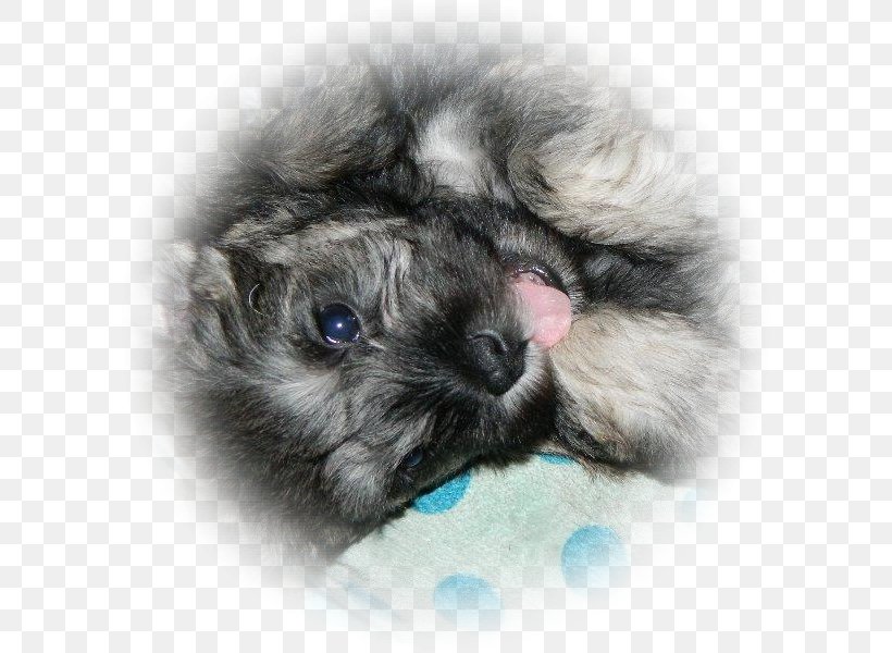 Dog Breed Keeshond Puppy Miniature Schnauzer Companion Dog, PNG, 600x600px, Dog Breed, Album, All Rights Reserved, Breed, Carnivoran Download Free