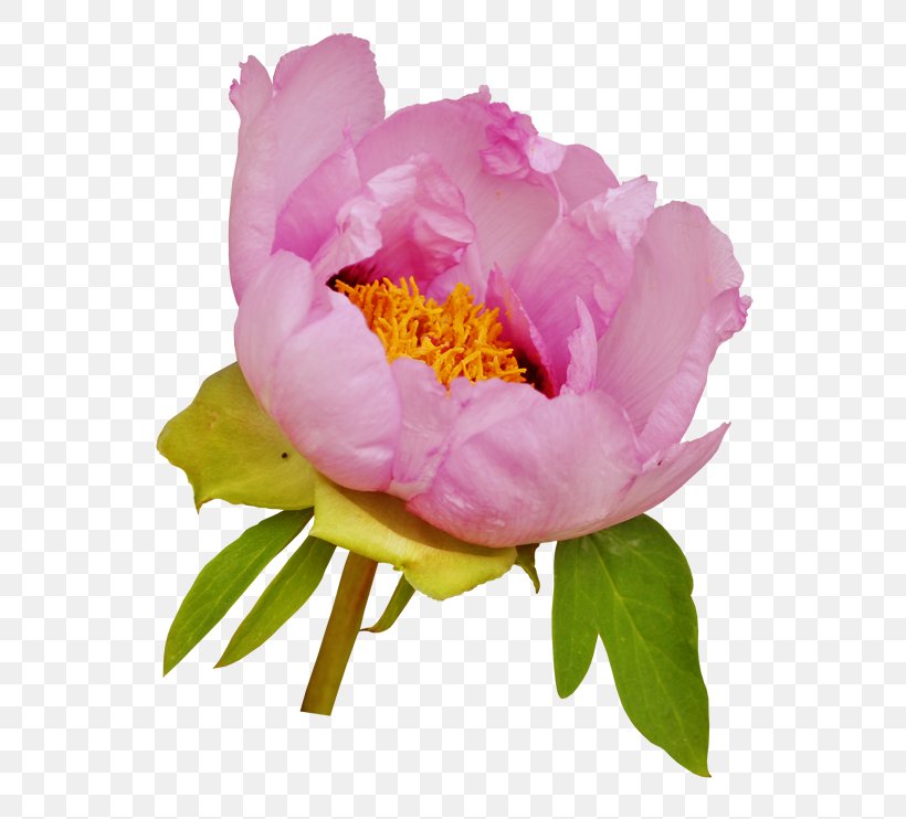Peony Flower Clip Art, PNG, 600x742px, Peony, Cut Flowers, Flower, Flowering Plant, Garden Roses Download Free