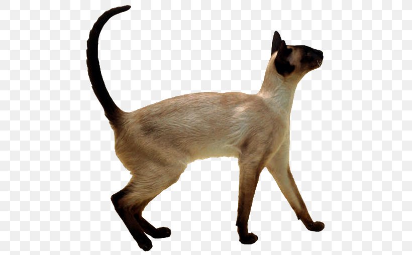 Siamese Cat Thai Cat Balinese Cat Himalayan Cat Oriental Shorthair, PNG, 500x508px, Siamese Cat, Animal, Asian, Balinese, Balinese Cat Download Free