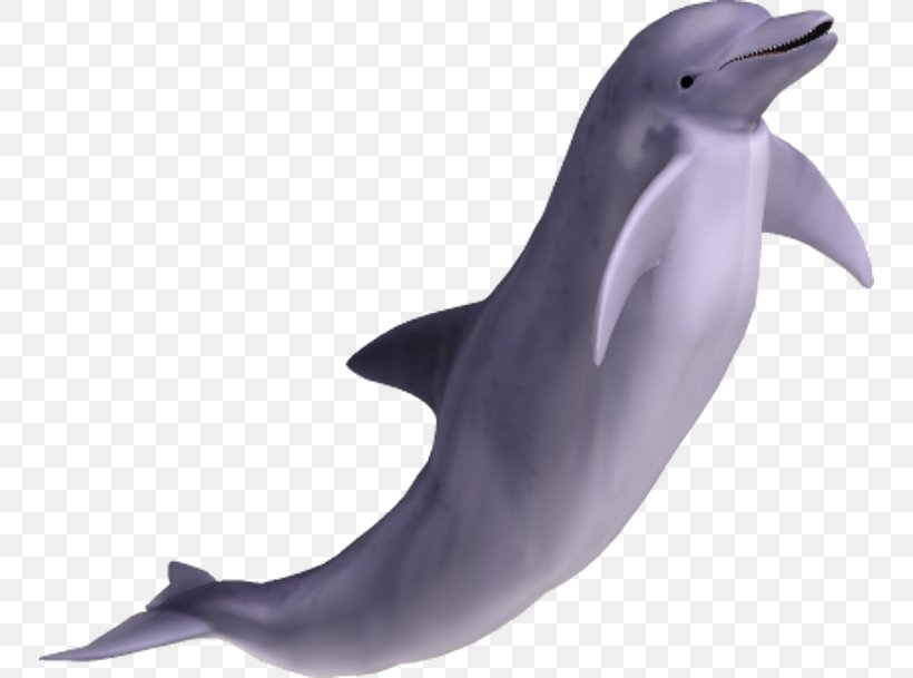 Spinner Dolphin Bottlenose Dolphin Clip Art, PNG, 750x609px, Common Bottlenose Dolphin, Beak, Bottlenose Dolphin, Cetacea, Dolphin Download Free
