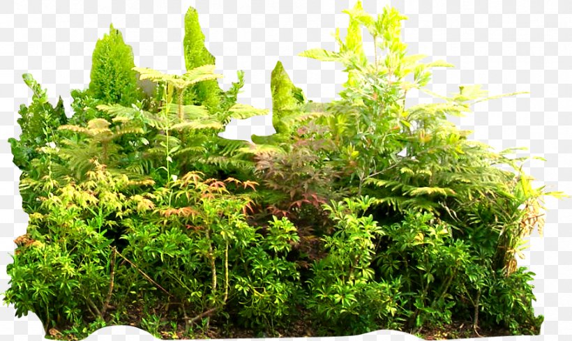 Tropical Rainforest Tropics Jungle Vegetation, PNG, 905x540px, Tropical Rainforest, Evergreen, Garden, Google Images, Grass Download Free