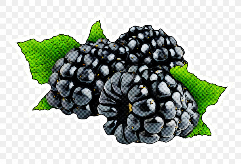Berry Blackberry Plant Fruit Rubus, PNG, 1360x926px, Berry, Blackberry, Flower, Food, Fruit Download Free