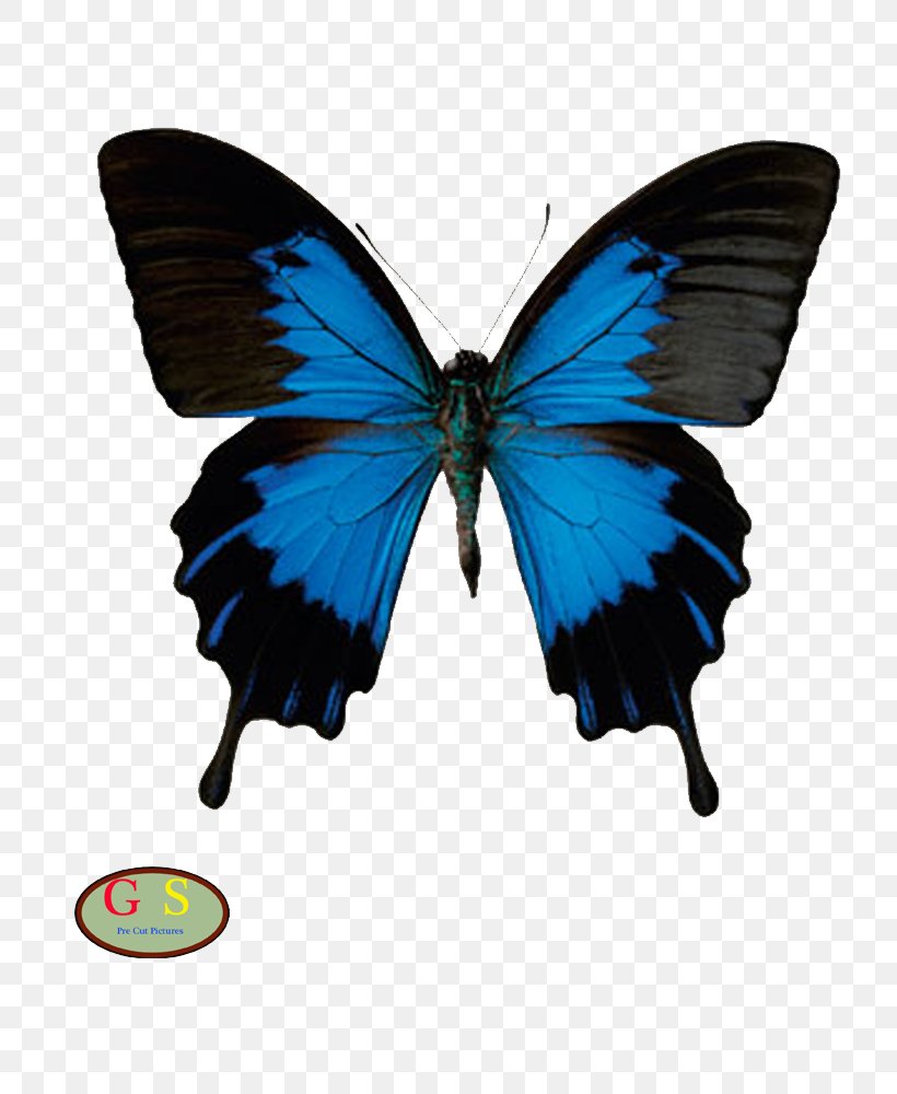 Butterfly American Sign Language Papilio Ulysses, PNG, 800x1000px, Butterfly, American Sign Language, Arthropod, Baby Sign Language, Brush Footed Butterfly Download Free