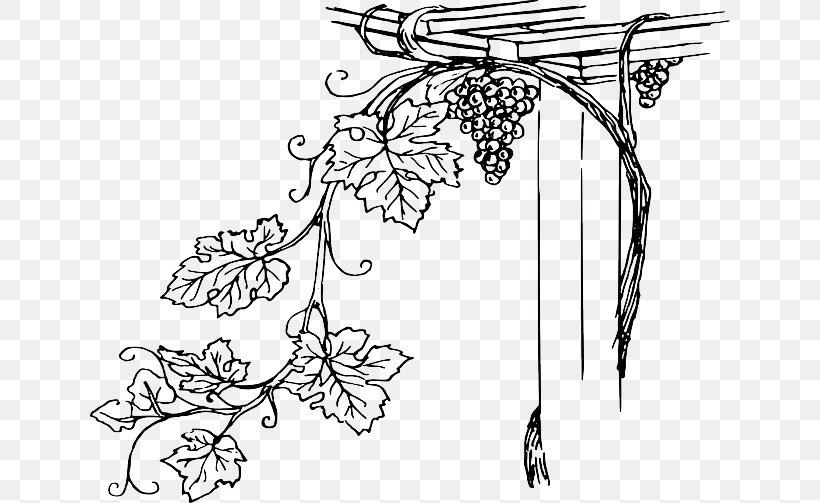 Common Grape Vine Wine Concord Grape, PNG, 640x503px, Common Grape Vine, Area, Art, Artwork, Black Download Free