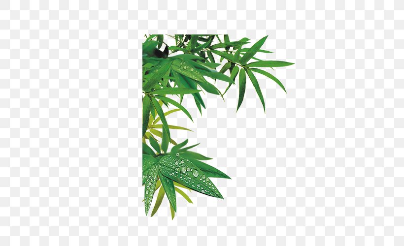 Download Bamboe Bamboo, PNG, 500x500px, Bamboe, Bamboo, Cannabis, Designer, Hemp Download Free