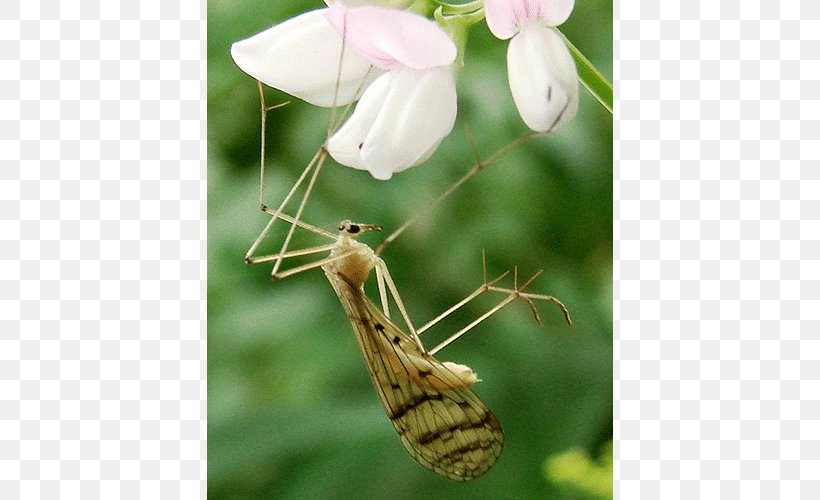 Insect Bittacus Strigosus Bittacus Kimminsi Genus, PNG, 500x500px, Insect, Brush Footed Butterfly, Butterfly, Genus, Invertebrate Download Free
