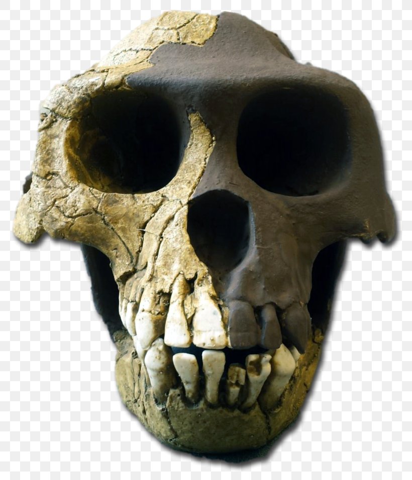 Ardipithecus Ramidus Ardipithecus Kadabba Australopithecus Afarensis Pliocene Skull, PNG, 800x957px, Ardipithecus Ramidus, Ardipithecus, Ardipithecus Kadabba, Australopithecus Afarensis, Australopithecus Anamensis Download Free