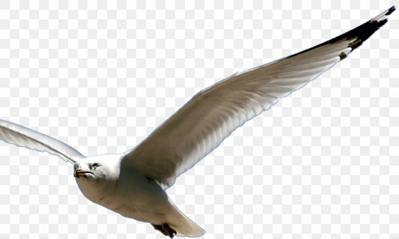 European Herring Gull Mind Spirit Soul Sense, PNG, 2000x1200px, European Herring Gull, Bead, Beak, Bird, Charadriiformes Download Free
