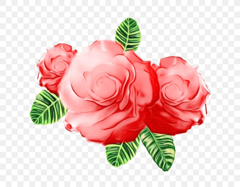 Garden Roses, PNG, 640x640px, Watercolor, Cabbage Rose, Carnation, Cut Flowers, Family Download Free