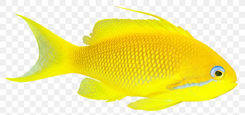 Goldfish Lossless Compression Coral Reef Fish, PNG, 885x418px, Goldfish, Coral Reef Fish, Data Compression, Dorado, Fauna Download Free