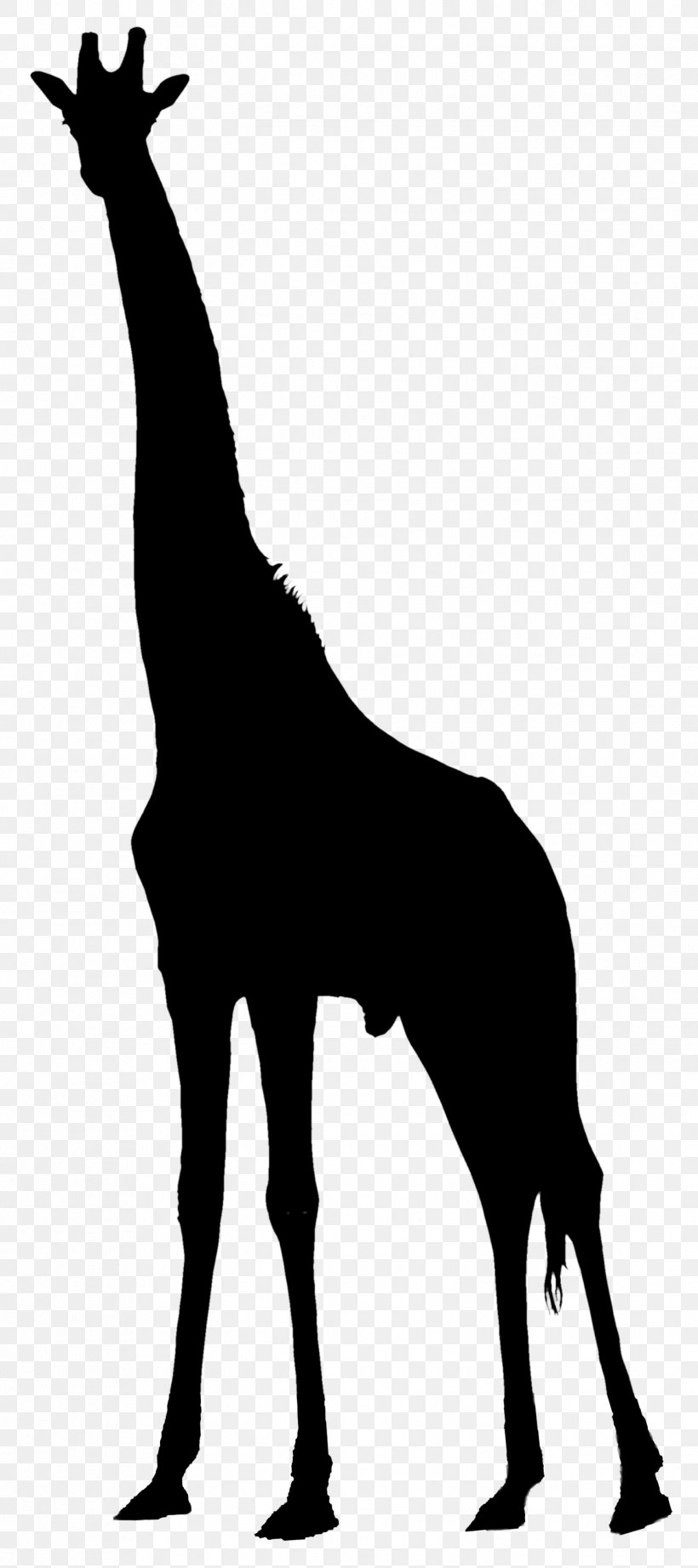 Vector Graphics Image Clip Art Stock.xchng, PNG, 1321x2970px, Northern Giraffe, Blackandwhite, Drawing, Giraffe, Music Download Download Free