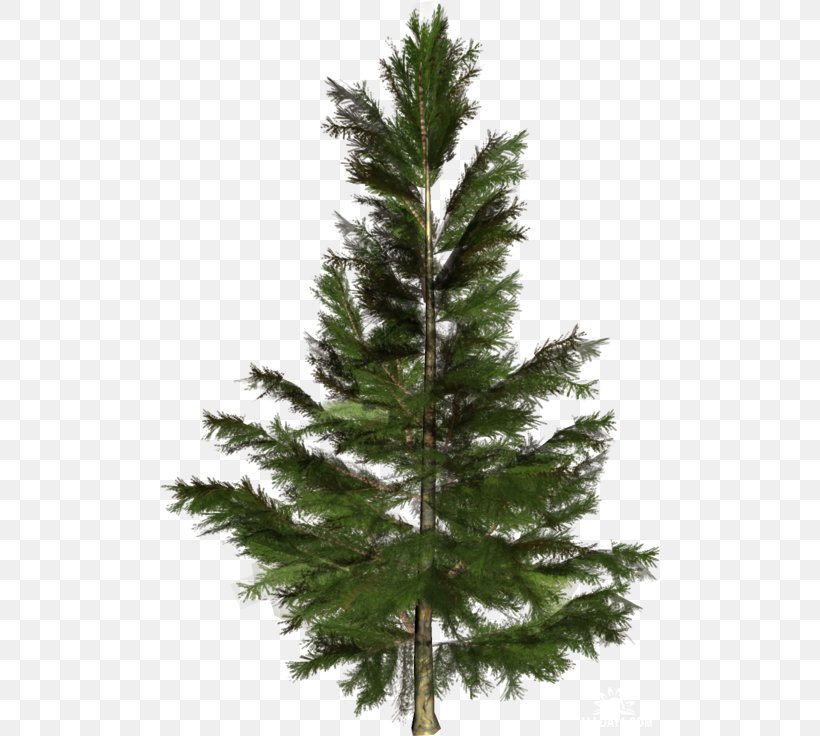Spruce-pine-fir Spruce-pine-fir Conifers Tree, PNG, 500x736px, Spruce, American Larch, Balsam Fir, Branch, Canadian Fir Download Free