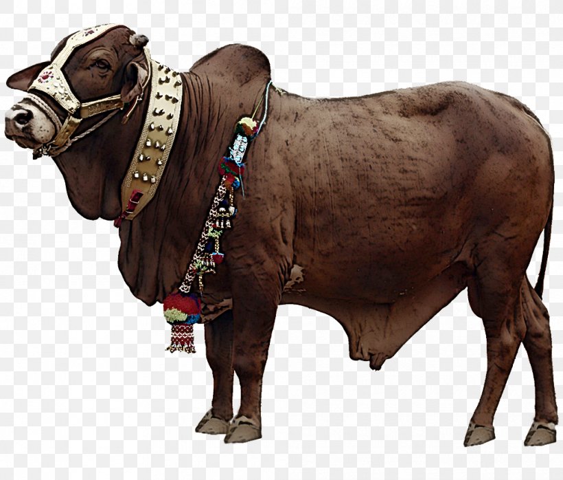 Bovine Bull Livestock Animal Figure Snout, PNG, 1010x860px, Bovine, Animal Figure, Bull, Horn, Livestock Download Free