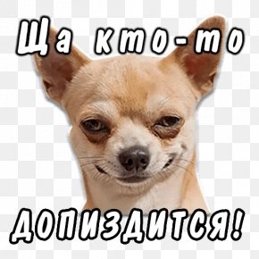 Puppy - Chihuahua Pit Bull Puppy Dog Breed Doge PNG
