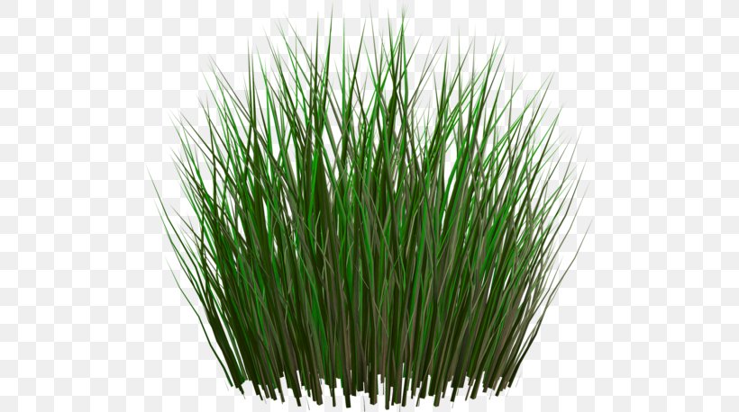 Clip Art, PNG, 500x458px, Lawn, Chrysopogon Zizanioides, Commodity, Grass, Grass Family Download Free
