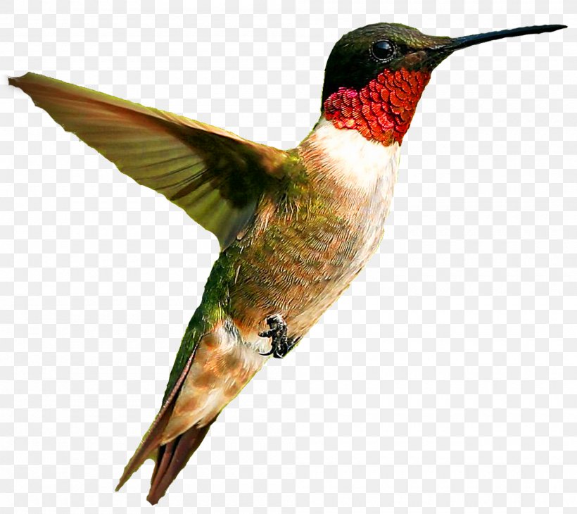 Hummingbird, PNG, 2000x1782px, Bird, Beak, Hummingbird, Rubythroated Hummingbird, Rufous Hummingbird Download Free