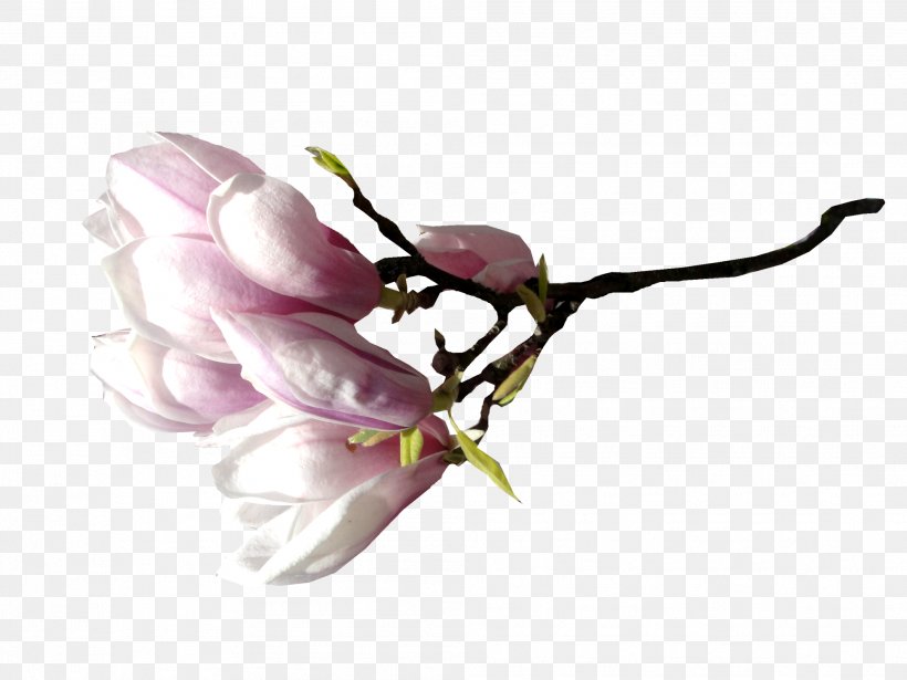 Flower Magnolia Clip Art, PNG, 1984x1488px, Flower, Blossom, Branch, Bud, Computer Software Download Free