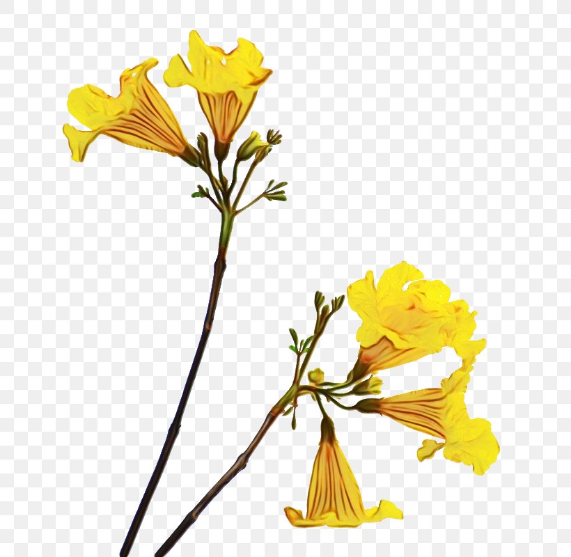 Flower With Stem, PNG, 711x800px, Watercolor, Book, Botany, Common Evening Primrose, Cut Flowers Download Free