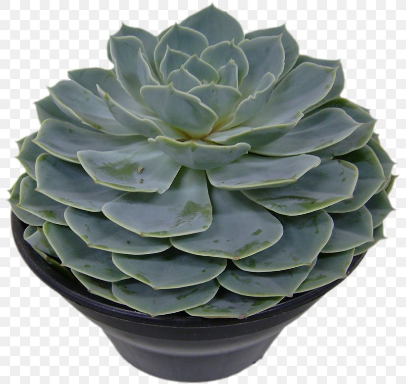 Houseplant Flowerpot Agave Ornamental Plant, PNG, 800x776px, Houseplant, Agave, Aloe, Begonia, Bonsai Download Free