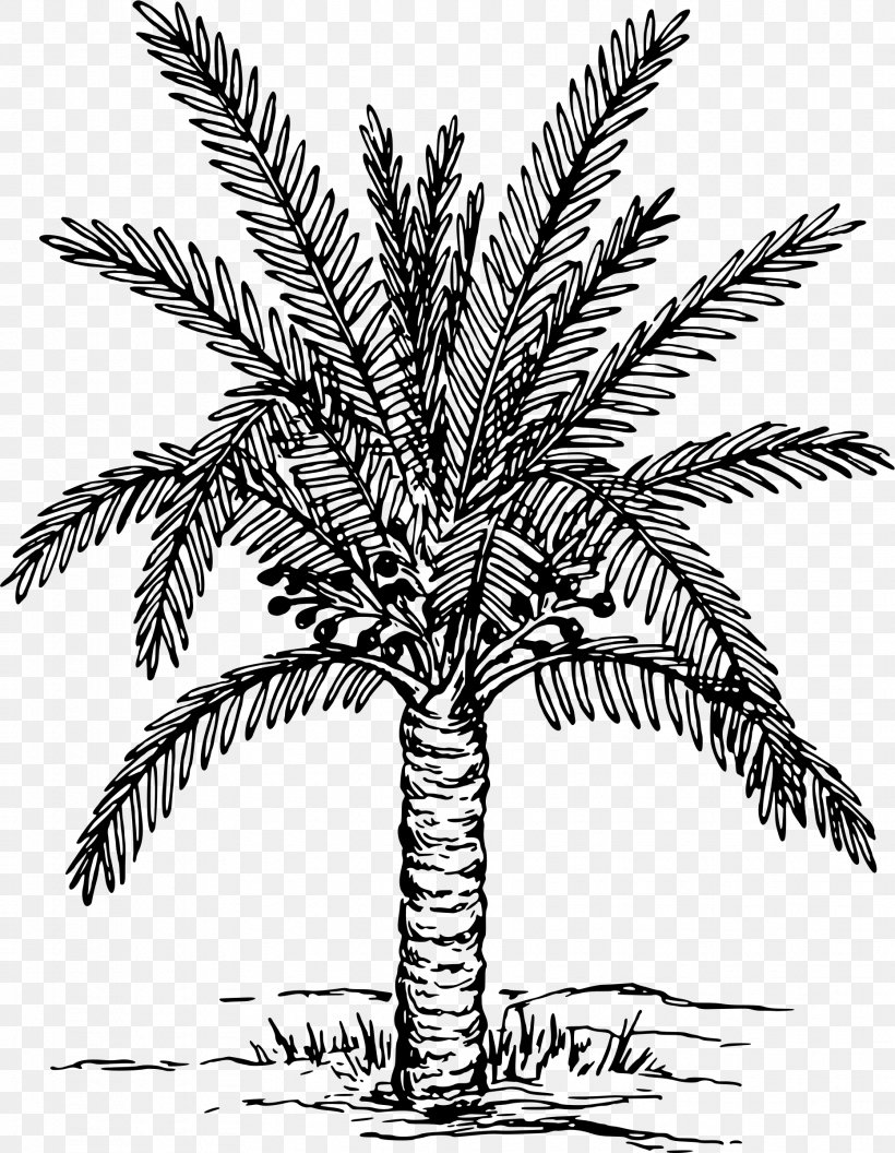 Metroxylon Sagu Arecaceae Drawing Tree Sago, PNG, 1863x2400px, Metroxylon Sagu, Arecaceae, Arecales, Black And White, Botanical Illustration Download Free