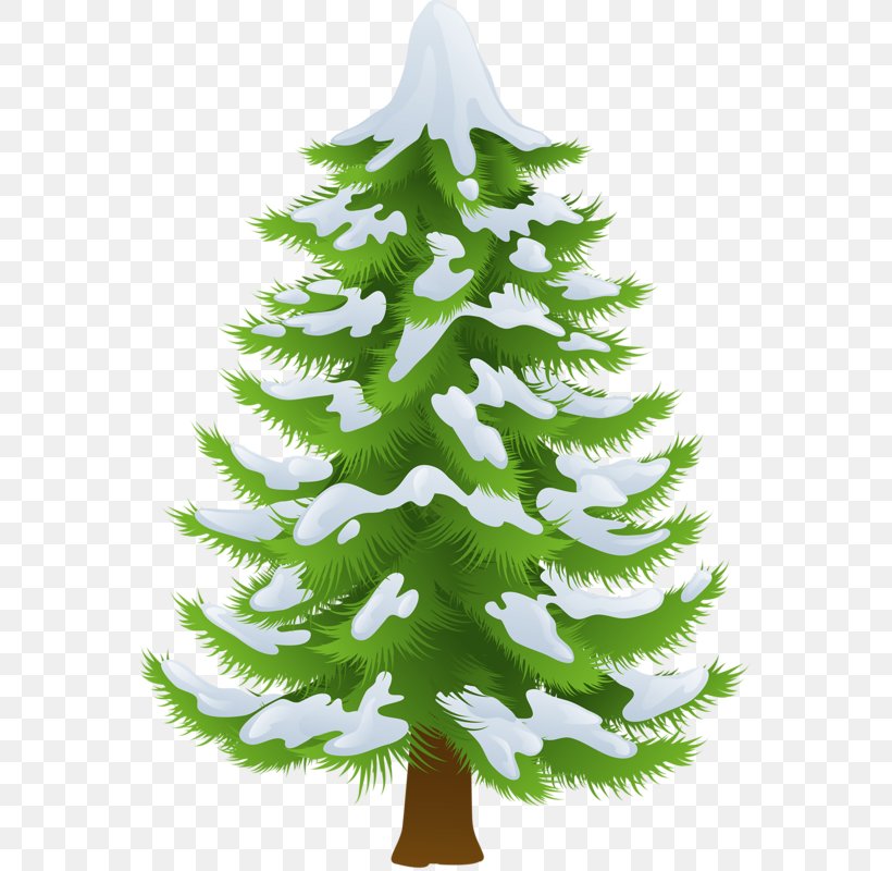 Pine Tree Clip Art, PNG, 561x800px, Pine, Bark, Branch, Christmas Decoration, Christmas Ornament Download Free