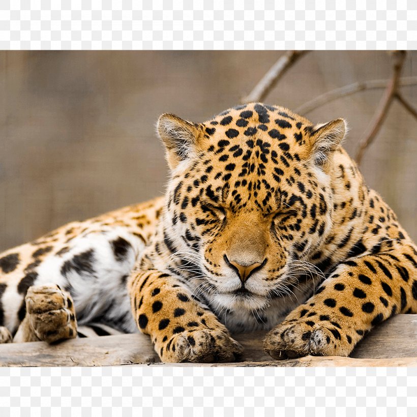 Vertebrate Black Panther Felidae Jaguar Animal, PNG, 1000x1000px, Vertebrate, African Leopard, Amur Leopard, Anatolian Leopard, Animal Download Free
