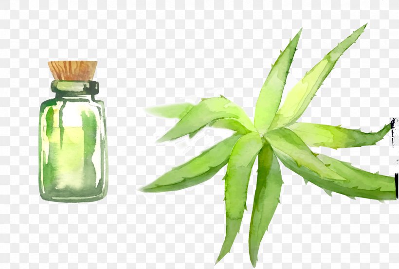 Aloe Vera Leaf, PNG, 1642x1108px, Aloe Vera, Aloe, Alternative Medicine, Essential Oil, Herbalism Download Free