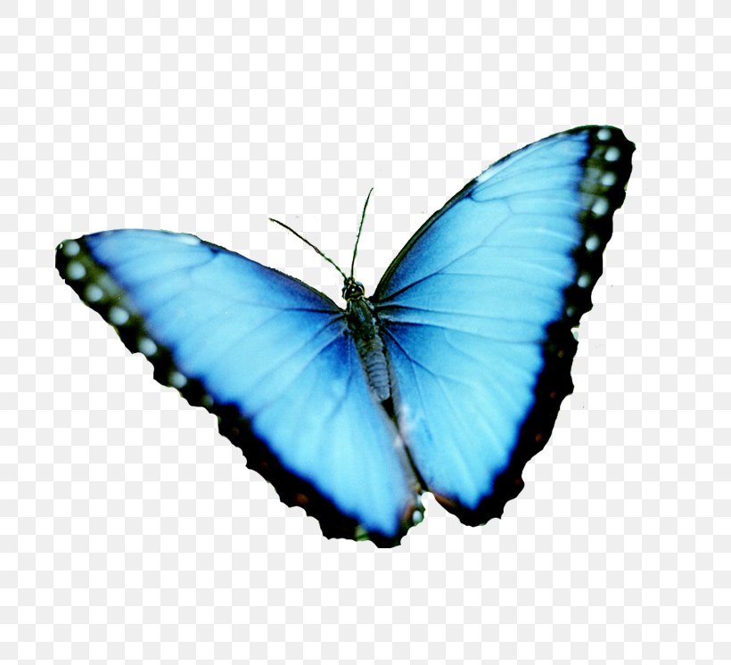 Butterfly Menelaus Blue Morpho Rhetenor Blue Morpho Image, PNG, 813x746px, Butterfly, Animal, Apatura, Arthropod, Blue Download Free