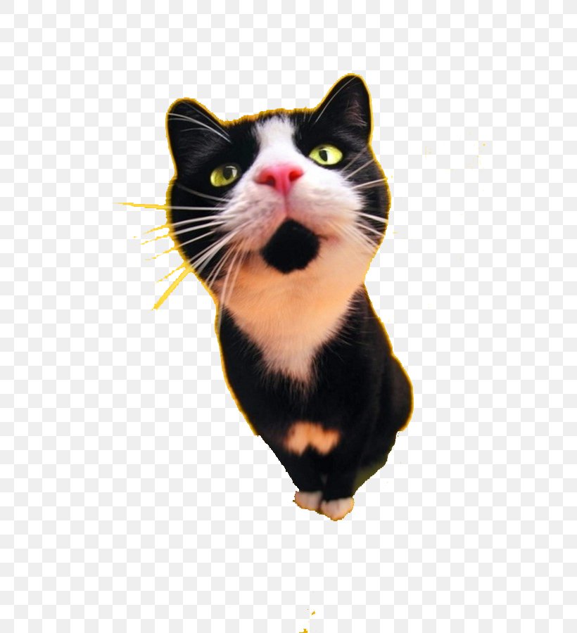 Cat Food Dog Black Cat Tattoo, PNG, 600x900px, Cat, Black Cat, Carnivoran, Cat Food, Cat Like Mammal Download Free