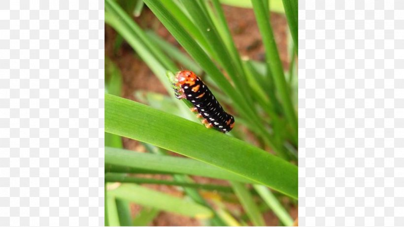 Caterpillar Chennai Photography Competition, PNG, 1225x689px, Caterpillar, Chennai, Competition, Grass, Insect Download Free