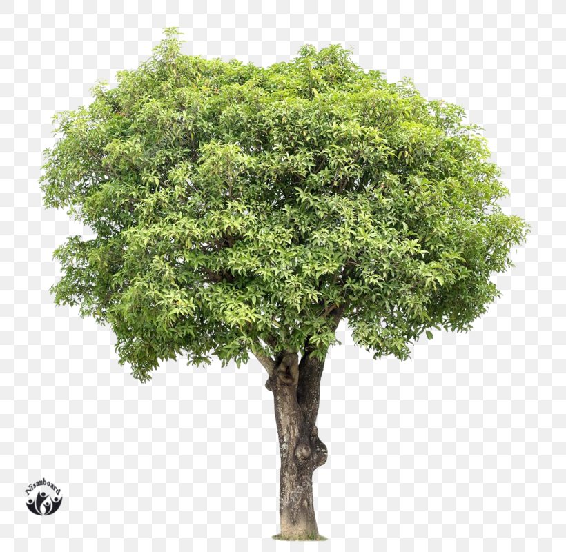 Tree Stock Photography Mangifera Indica Mango, PNG, 800x800px, Tree, Botany, Branch, Camphor Tree, Deciduous Download Free