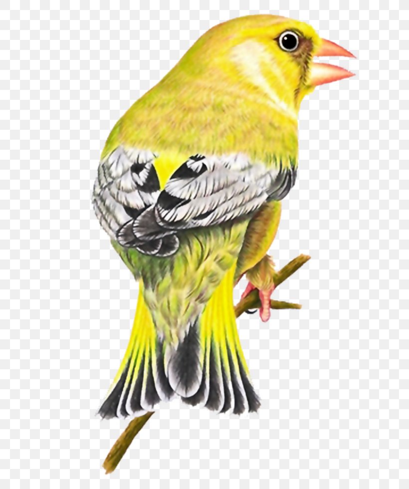 Bird Of Prey Finch Clip Art, PNG, 735x980px, Bird, Animal, Beak, Bird Flight, Bird Of Prey Download Free