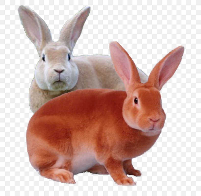 Domestic Rabbit Rex Rabbit Mini Rex Leporids, PNG, 800x800px, Domestic Rabbit, Animal, Breed, Fawn, Hare Download Free