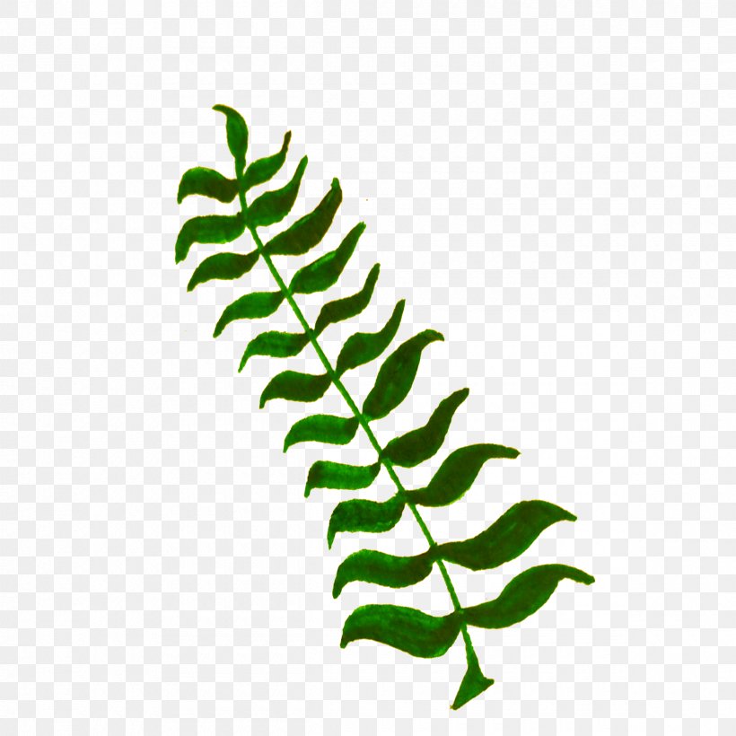 Leaf Aquatic Plants Clip Art, PNG, 2400x2400px, Leaf, Aquatic Plants, Botanical Illustration, Botany, Branch Download Free