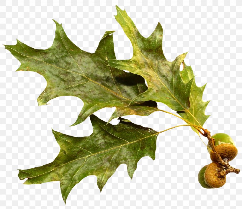 Leaf Oak Branch, PNG, 1600x1384px, Leaf, Acorn, Branch, Conifer Cone, Lossless Compression Download Free
