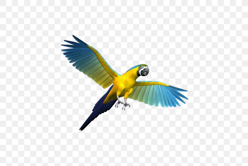 Parrot Bird Cockatiel Budgerigar Toy, PNG, 550x550px, Parrot, Beak, Bird, Birdcage, Budgerigar Download Free
